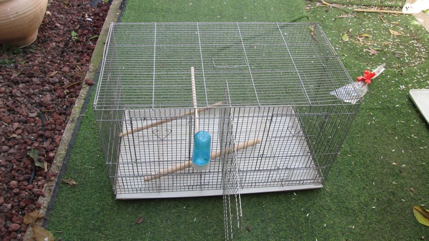 תמונת מודעה - חיות מחמד