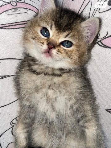 תמונת מודעה - חיות מחמד