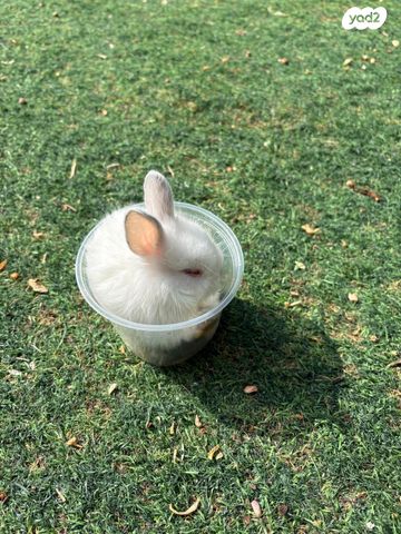 תמונת מודעה - חיות מחמד