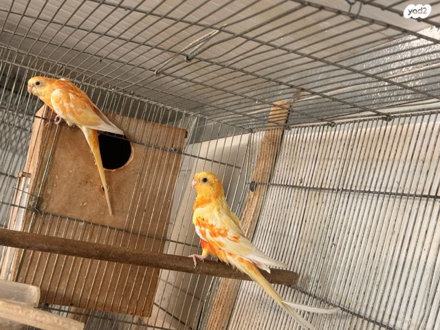 תמונת מודעה - חיות מחמד