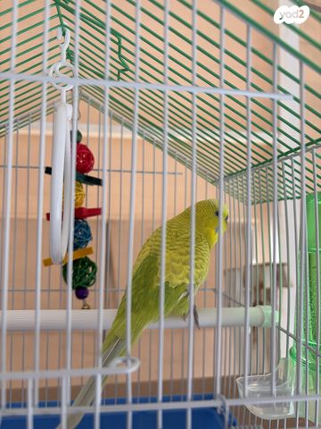 תמונת מודעה - חיות מחמד