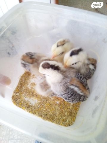 תמונת מודעה - חיות מחמד