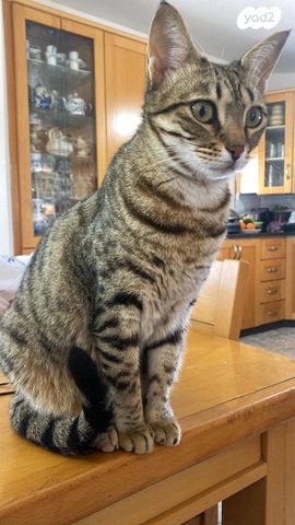 תמונת מודעה - חיות מחמד