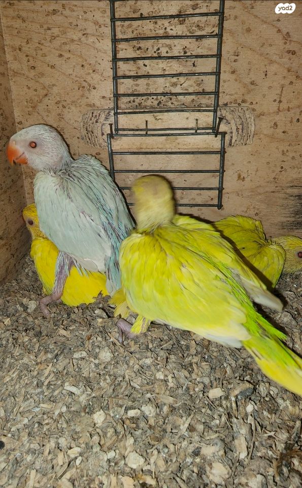 תמונת מודעה - חיות מחמד