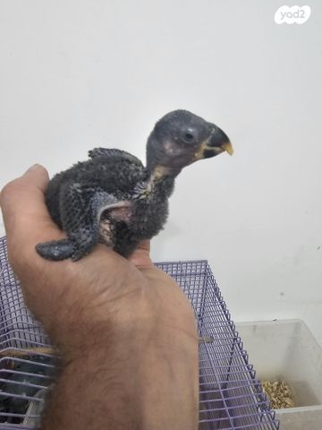 תמונת מודעה - חיות מחמד