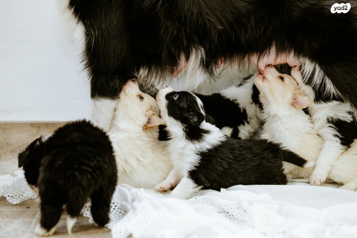 תמונת מודעה - חיות מחמד