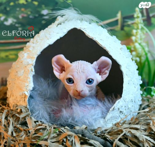 תמונת מודעה - חיות מחמד