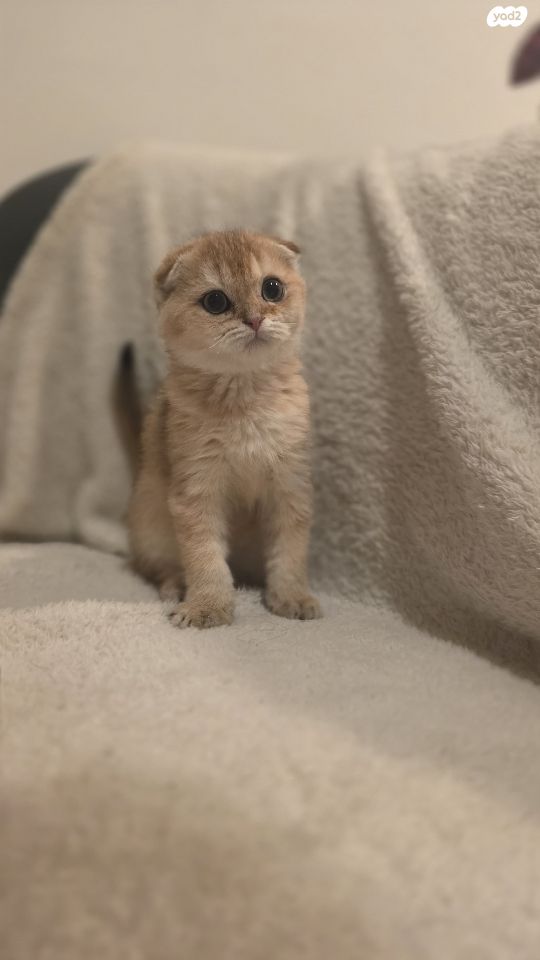 תמונת מודעה - חיות מחמד