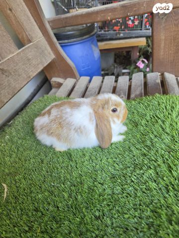 תמונת מודעה - חיות מחמד