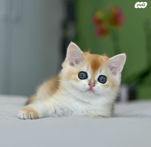 תמונת מודעה - חיות מחמד