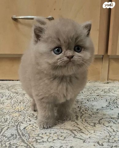 תמונת מודעה - חיות מחמד