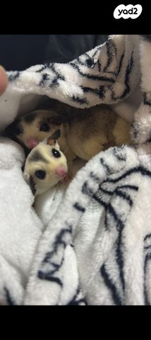 תמונת מודעה - חיות מחמד