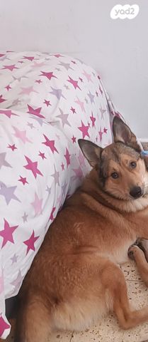 תמונת מודעה - חיות מחמד