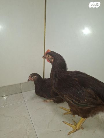 תמונת מודעה - חיות מחמד