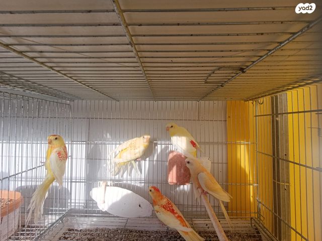 תמונת מודעה - חיות מחמד