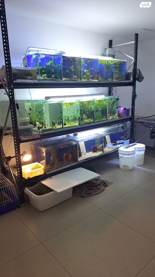 תמונת מודעה - חיות מחמד