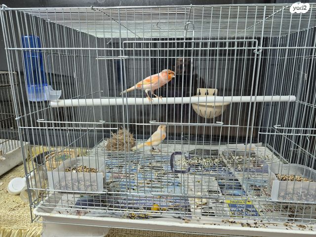 תמונת מודעה - חיות מחמד