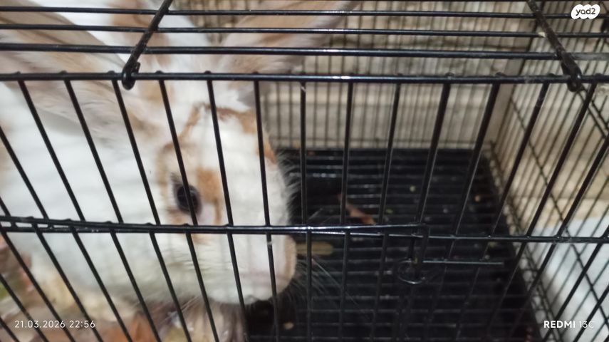 תמונת מודעה - חיות מחמד