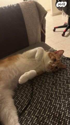 תמונת מודעה - חיות מחמד