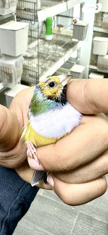 תמונת מודעה - חיות מחמד