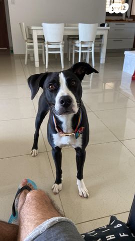 תמונת מודעה - חיות מחמד