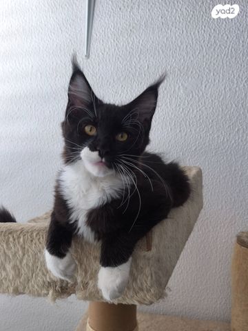 תמונת מודעה - חיות מחמד