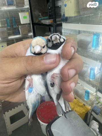 תמונת מודעה - חיות מחמד