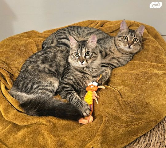 תמונת מודעה - חיות מחמד