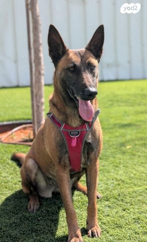 תמונת מודעה - חיות מחמד