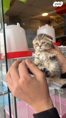 תמונת מודעה - חיות מחמד