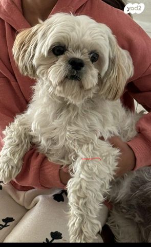 תמונת מודעה - חיות מחמד