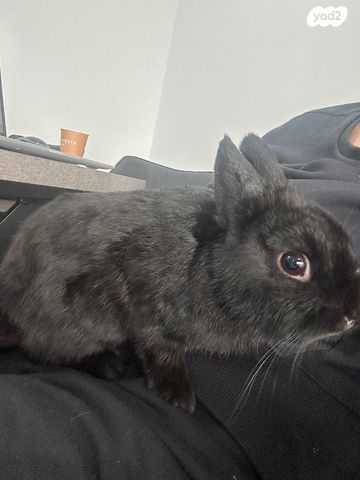 תמונת מודעה - חיות מחמד