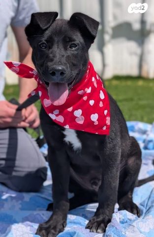 תמונת מודעה - חיות מחמד