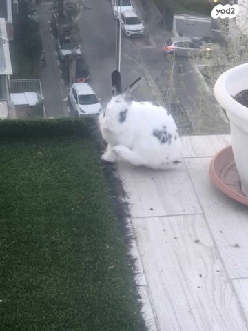 תמונת מודעה - חיות מחמד