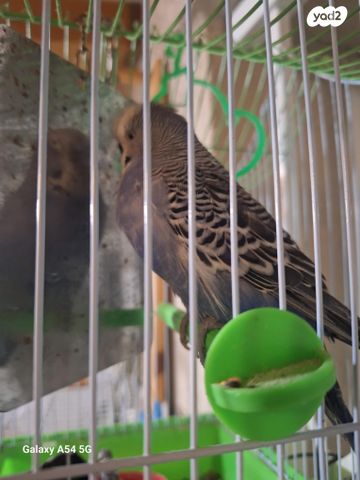 תמונת מודעה - חיות מחמד