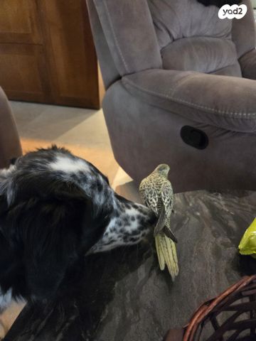 תמונת מודעה - חיות מחמד