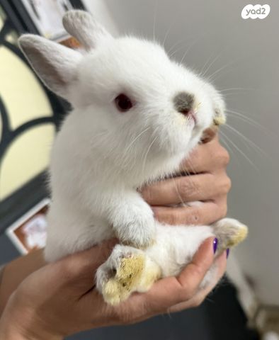 תמונת מודעה - חיות מחמד