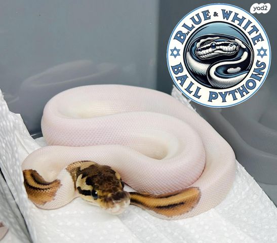 תמונת מודעה - חיות מחמד