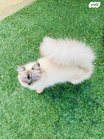 תמונת מודעה - חיות מחמד