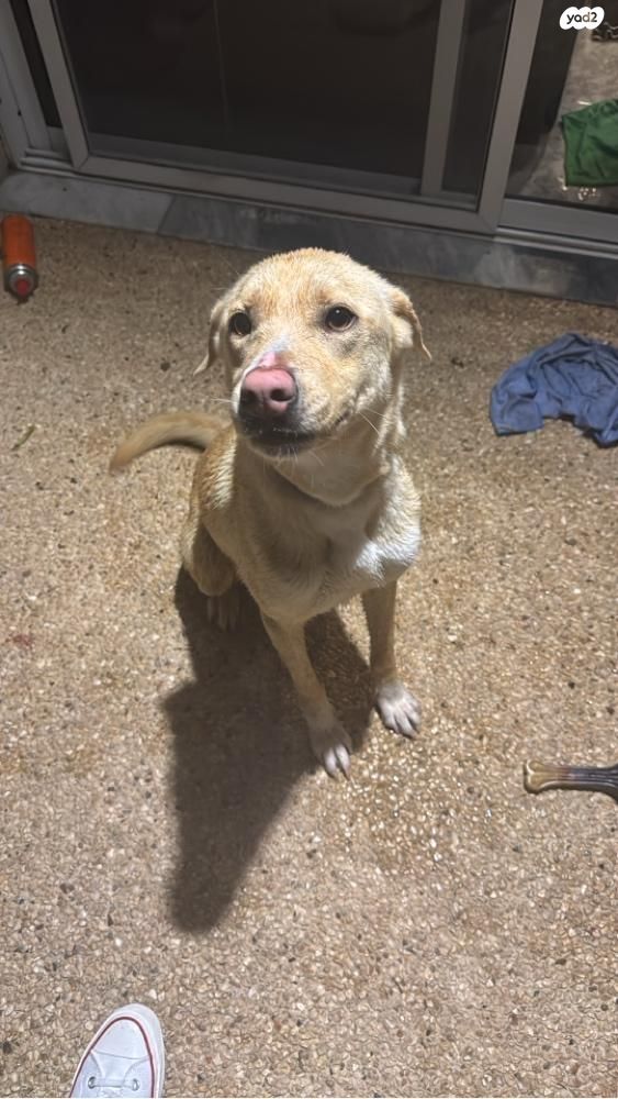 תמונת מודעה - חיות מחמד