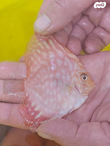 תמונת מודעה - חיות מחמד