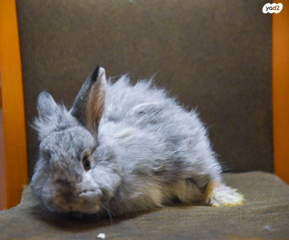 תמונת מודעה - חיות מחמד