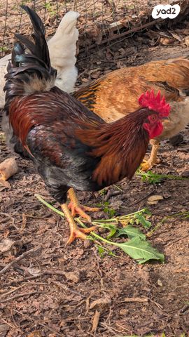 תמונת מודעה - חיות מחמד