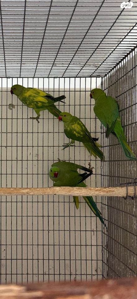 תמונת מודעה - חיות מחמד