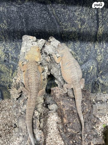 תמונת מודעה - חיות מחמד