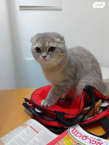 תמונת מודעה - חיות מחמד