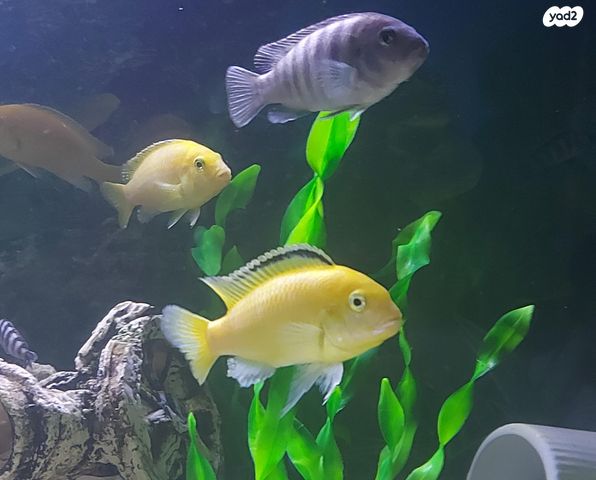 תמונת מודעה - חיות מחמד