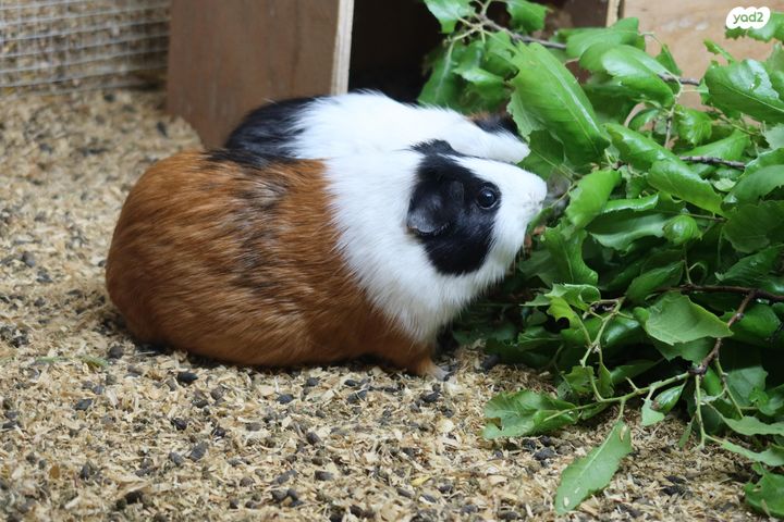 תמונת מודעה - חיות מחמד