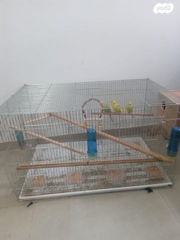 תמונת מודעה - חיות מחמד