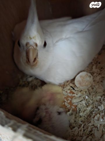 תמונת מודעה - חיות מחמד